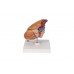 klasyczny model serca człowieka z grasicą, 3 części - 3b smart anatomy - 1000265 [g08/1] 3b scientific modele anatomiczne 5